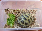 Zvířátkový den ve školce